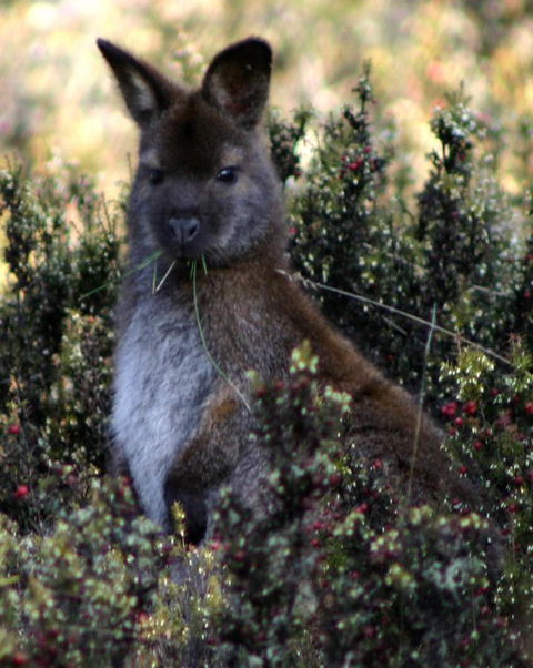 Cradle Mountain Love Shack - Travel Search 21