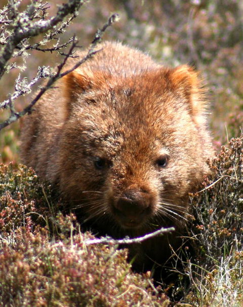 Cradle Mountain Love Shack - Travel Search 24