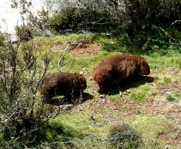 Cradle Mountain Love Shack - Travel Search 26