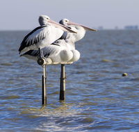 Pelican Perch Retreat - Cruises Travel
