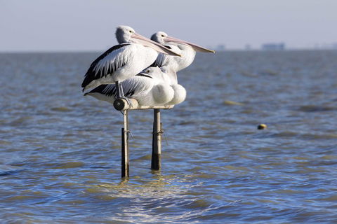 Pelican Perch Retreat - Cruises Travel 0