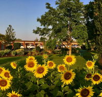Quirindi Sunflower Motor Inn - Cruises Travel