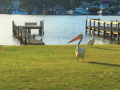 Riverfront Getaway - Mannum - Cruises Travel 0