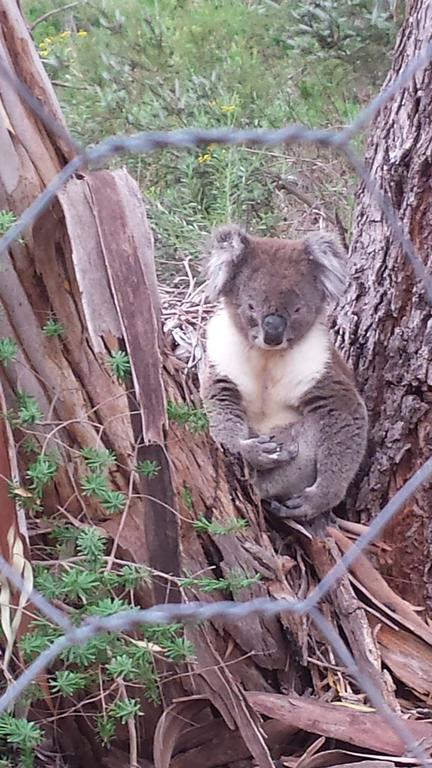 Stringybark Hills Retreat - Travel Search 0