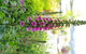 Orana House - thumb 16