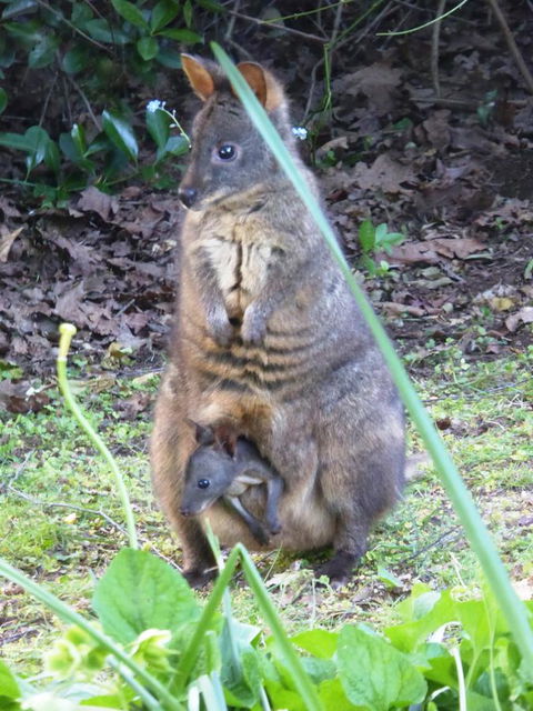 Tamar River Retreat - Travel Search 36