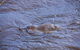 Platypus Playground Riverside Cottage - thumb 16