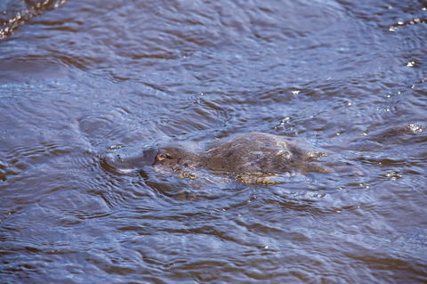 Platypus Playground Riverside Cottage - Travel Search 16