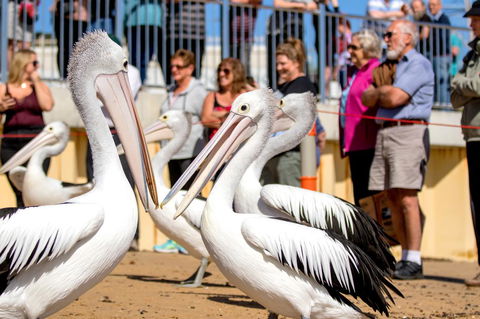BIG4 Ingenia Holidays Phillip Island - Cruises Travel 17
