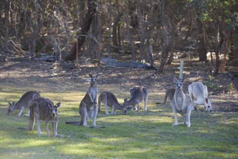 Yering Gorge Cottages - Travel Search 14