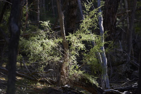 Yering Gorge Cottages - Travel Search 19