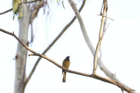 Yering Gorge Cottages - Travel Search 20