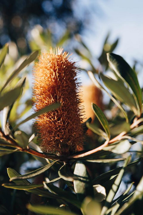 Dunkeld Studio Accommodation - Tourism Guide 19