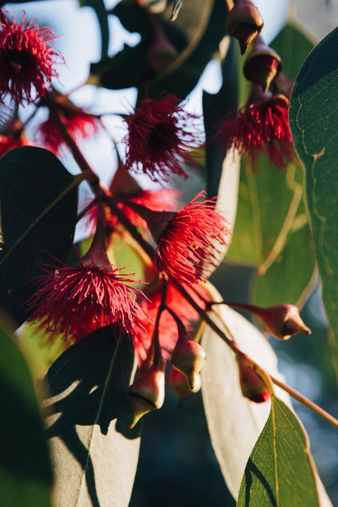 Dunkeld Studio Accommodation - Tourism Guide 20