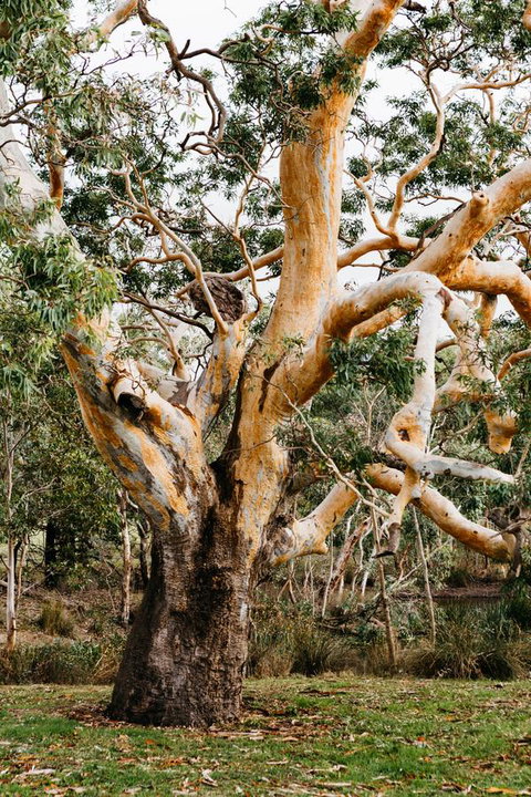 Dunkeld Studio Accommodation - Tourism Guide 22