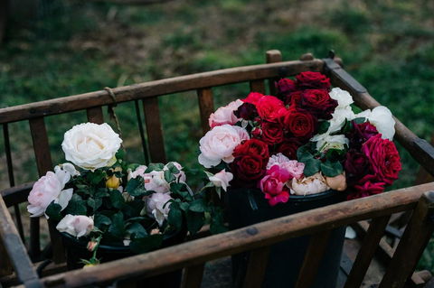 Acre Of Roses - Tourism Guide 21
