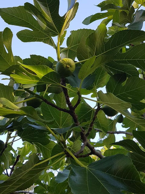 Healesville House - Fig Tree House - Tourism Guide 19