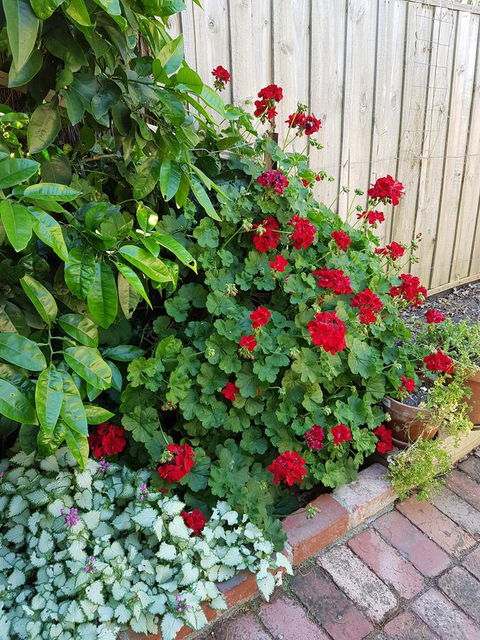 Healesville House - Fig Tree House - Tourism Guide 18