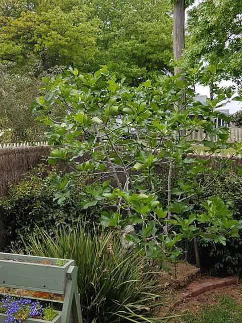 Healesville House - Fig Tree House - Tourism Guide 20