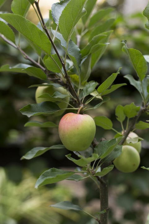 Botanica Editions - Tourism Guide 37