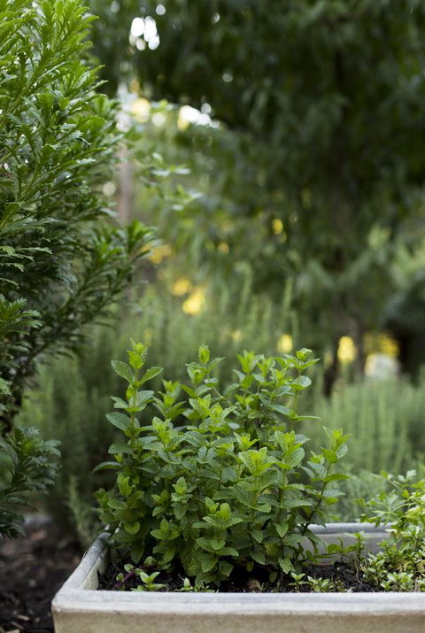 Botanica Editions - Tourism Guide 5