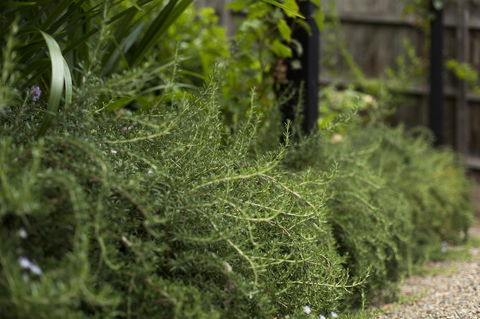 Botanica Editions - Tourism Guide 35