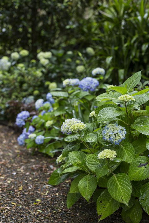 Botanica Editions - Tourism Guide 21