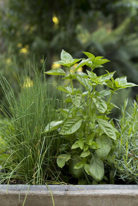 Botanica Editions - Tourism Guide 44