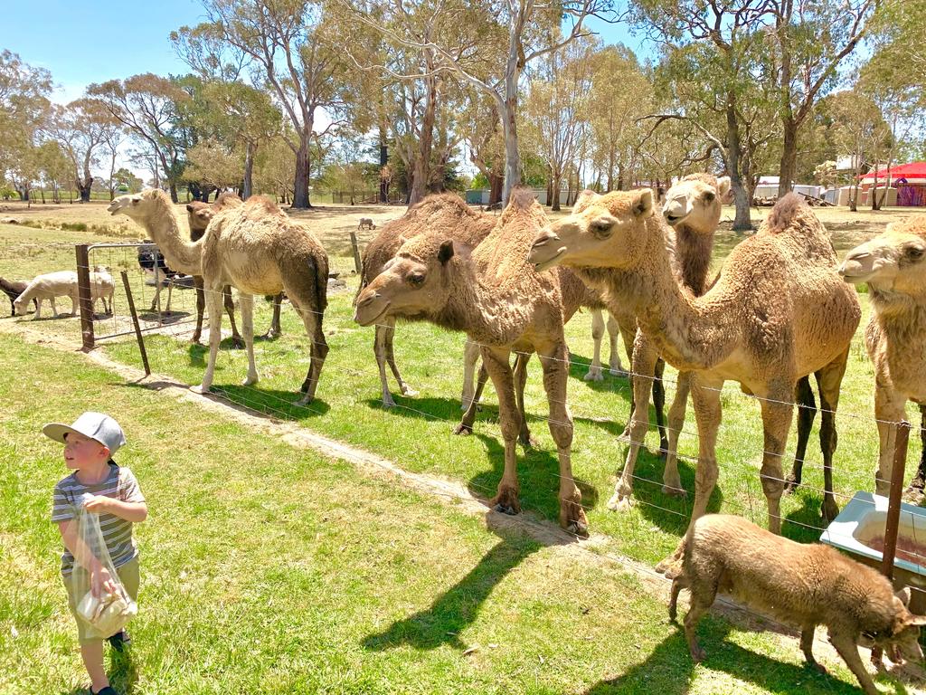 Spring Terrace NSW Travel Search