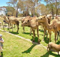 The Funny Farm - Animals / Churchhouse / Amazing Experience - Cruises Travel