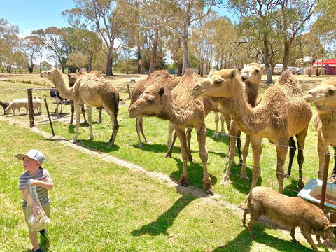The Funny Farm - Animals / Churchhouse / Amazing Experience - Travel Search 0
