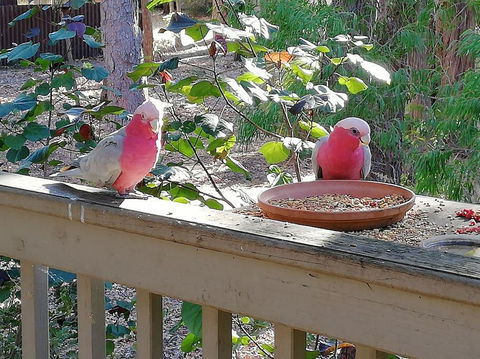 The Treehouse In Dawesville - Travel Search 0