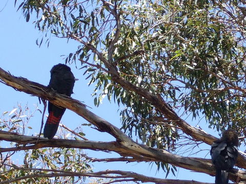 Wanderers Rest Of Kangaroo Island - Travel Search 2