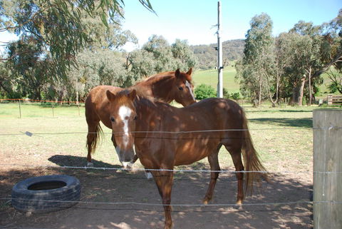 Bluegum Ridge Cottages - Travel Search 34