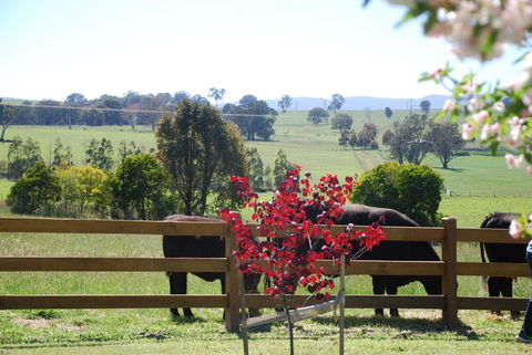 Bluegum Ridge Cottages - Travel Search 33