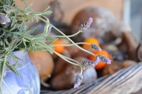 Lavender Farm - Tourism Guide 9