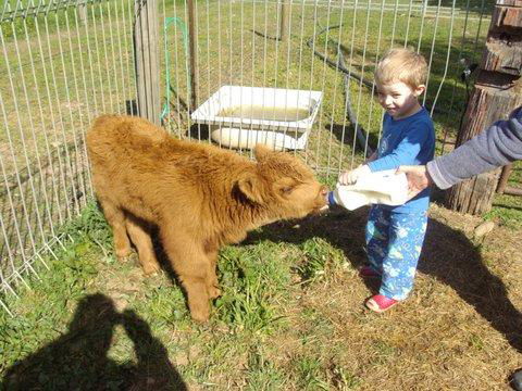 Aspens Springs Farmstay - Travel Search 22