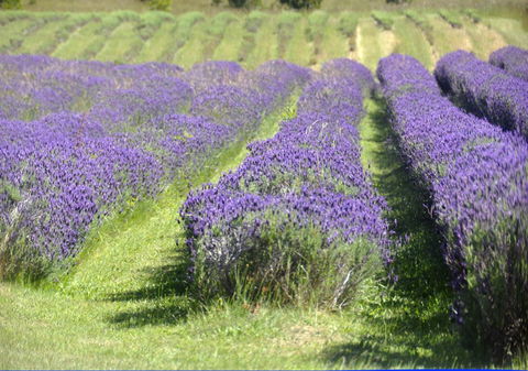 Chestnut Daylesford - Travel Agents 15