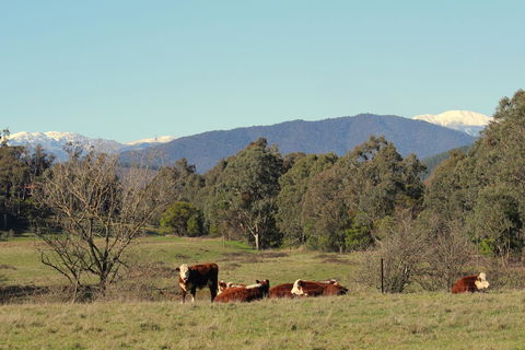 3 Bells Alpine Cottage - Travel Agents 21