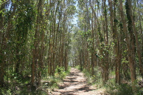 Lake Weyba Noosa Lodge & Kangaroos - Travel Search 39