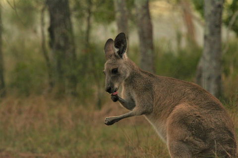 Lake Weyba Noosa Lodge & Kangaroos - Travel Search 43