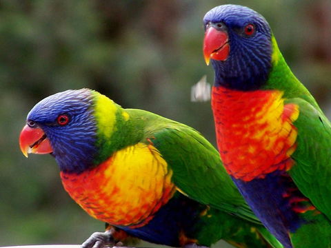 Lake Weyba Noosa Lodge & Kangaroos - Travel Search 12