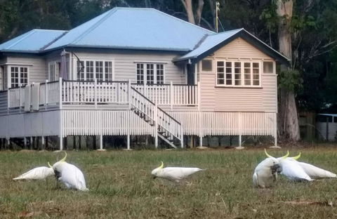 Lake Weyba Noosa Lodge & Kangaroos - Travel Search 20