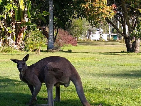 Lake Weyba Noosa Lodge & Kangaroos - Travel Search 24