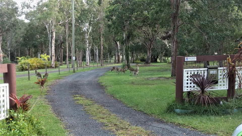 Lake Weyba Noosa Lodge & Kangaroos - Travel Search 42