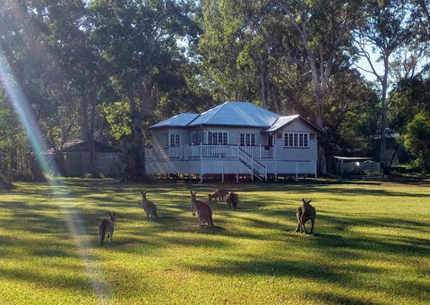 Lake Weyba Noosa Lodge & Kangaroos - Travel Search 0