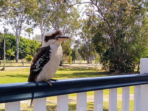 Lake Weyba Noosa Lodge & Kangaroos - Travel Search 18