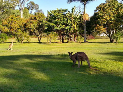 Lake Weyba Noosa Lodge & Kangaroos - Travel Search 8