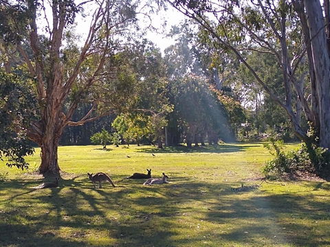 Lake Weyba Noosa Lodge & Kangaroos - Travel Search 4