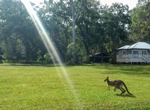 Lake Weyba Noosa Lodge & Kangaroos - Travel Search 26